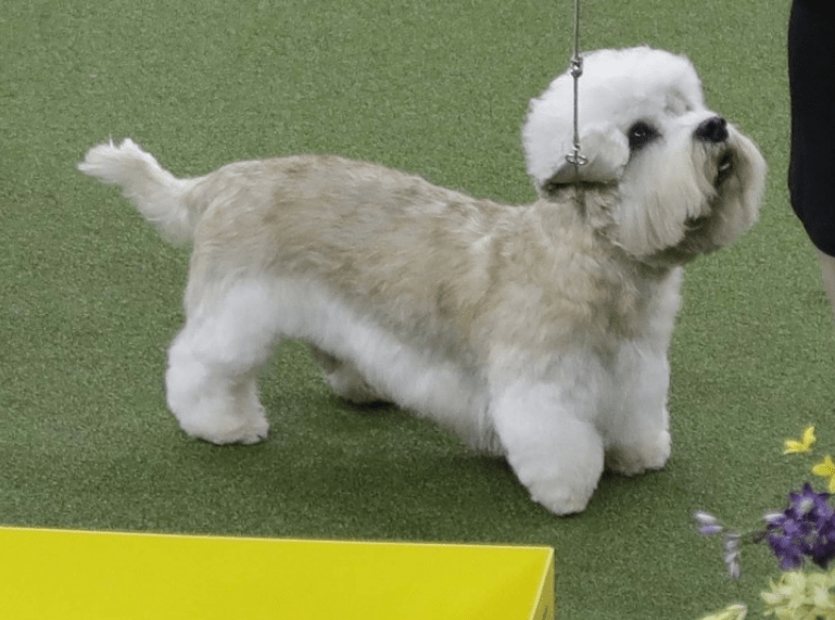 I'm Freddy Pooka, a Dandy Dinmont Terrier. 

